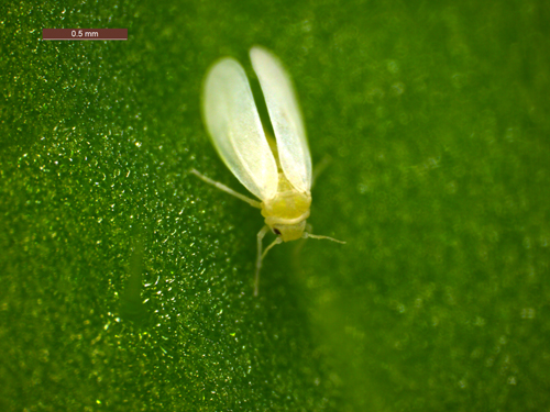 Un proyecto para crear plantas resistentes a la mosca blanca recibe la beca de la fundación de Bill Gates