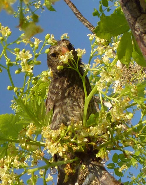 Las aves de Galápagos se alimentan de más de 100 especies de flores para compensar la escasez de insectos