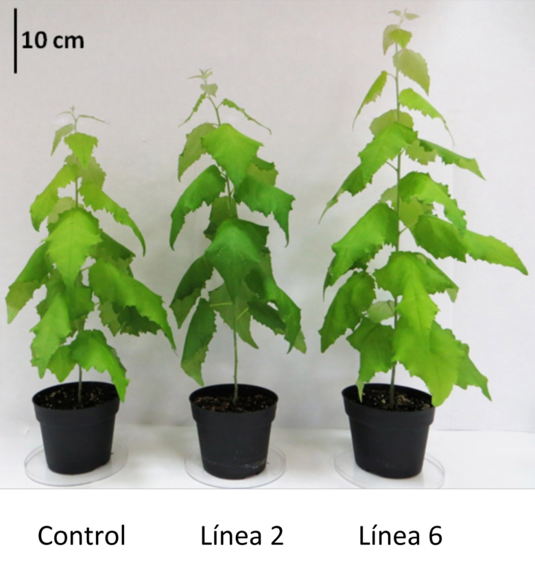 Avanzan en la mejora de los cultivos energéticos para aumentar su capacidad como fuente de biomasa
