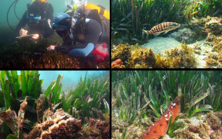 Científicos detectan una extraordinaria diversidad de moluscos en el litoral de Mijas