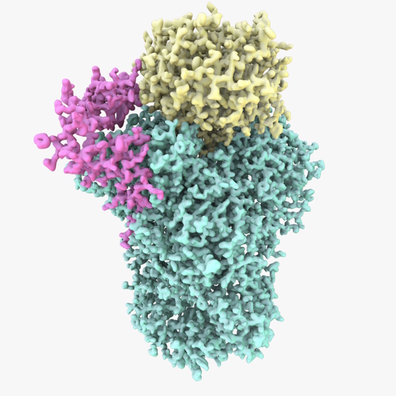 Consiguen visualizar la estructura de una proteína clave en la expresión de genes