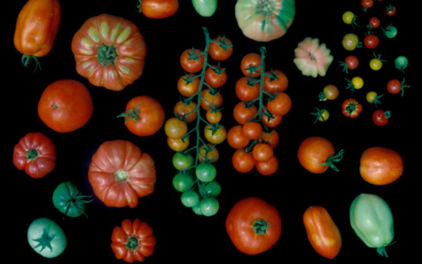 Descifran los 35.000 genes del tomate