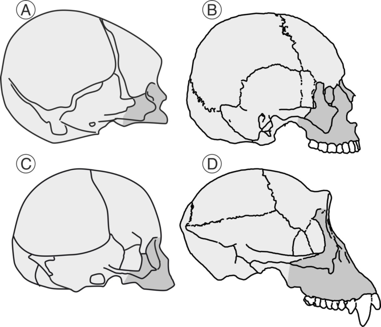 Desvelan nuevos datos sobre la evolución del cráneo en el linaje humano
