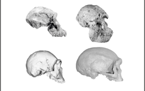 Desvelan nuevos datos sobre la evolución del cráneo en el linaje humano