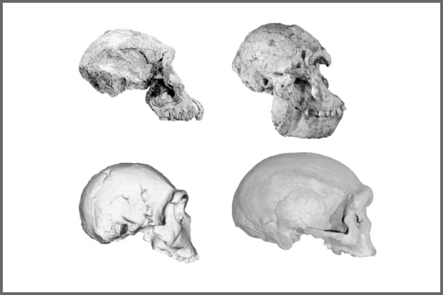 Desvelan nuevos datos sobre la evolución del cráneo en el linaje humano