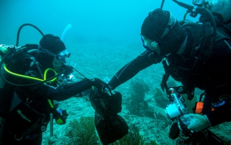 Descubren un bosque submarino de quelpos tropicales en Islas Galápagos