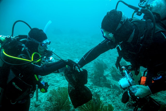 Descubren un bosque submarino de quelpos tropicales en Islas Galápagos