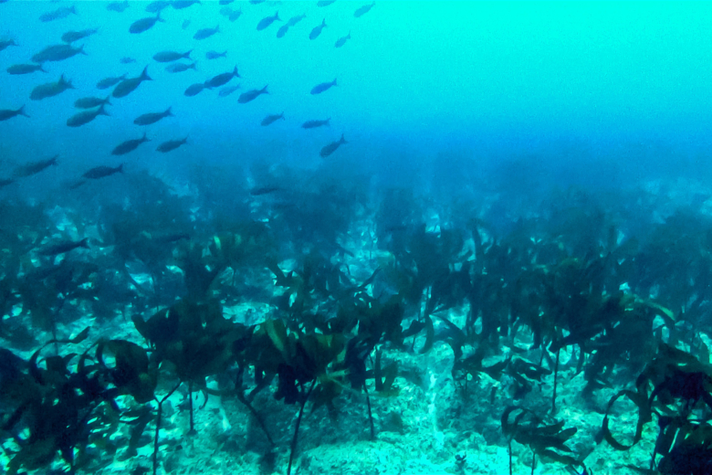 Descubren un bosque submarino de quelpos tropicales en Islas Galápagos