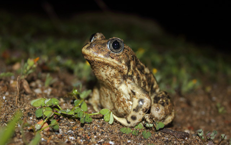 Los periodos hidrológicos más cortos afectan a la supervivencia de especies clave para los ecosistemas