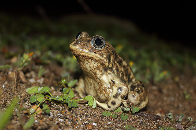 Los periodos hidrológicos más cortos afectan a la supervivencia de especies clave para los ecosistemas