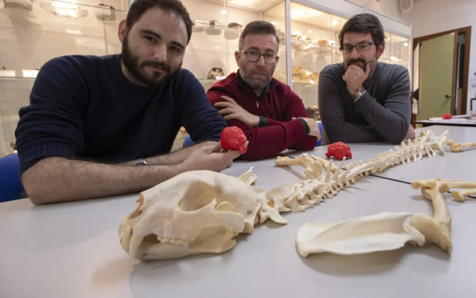 Paleontólogos de la UMA demuestran nuevas características del extinto guepardo americano ‘Miracinonyx’