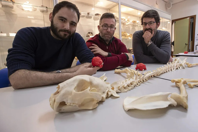 Paleontólogos de la UMA demuestran nuevas características del extinto guepardo americano ‘Miracinonyx’