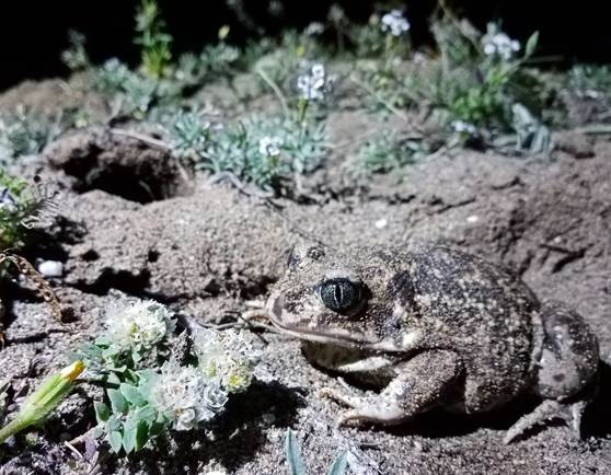 Los periodos hidrológicos más cortos afectan a la supervivencia de especies clave para los ecosistemas