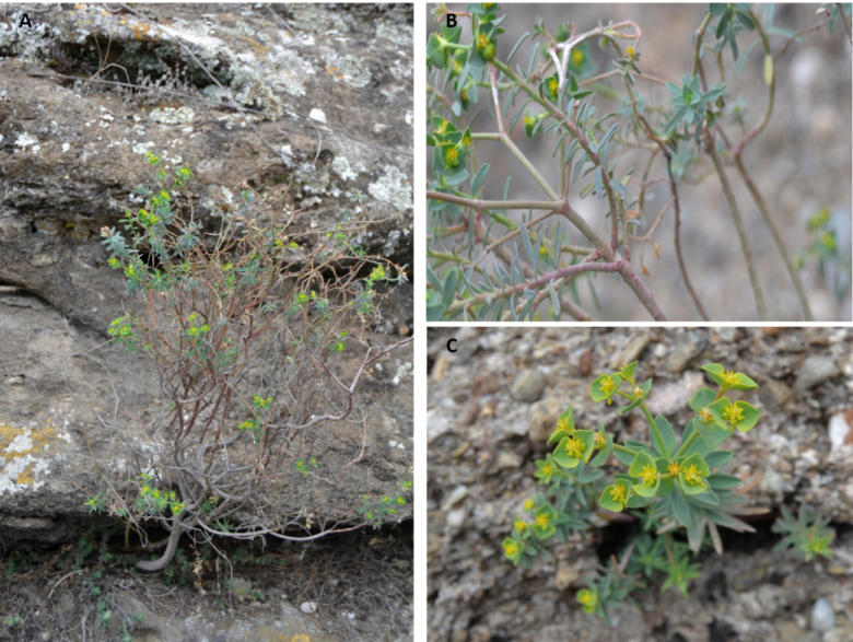 Investigadores de la UMA descubren una nueva especie vegetal en la provincia de Málaga