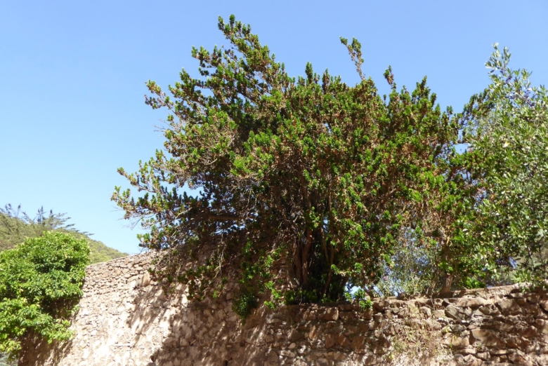 Científicos identifican un ejemplar de una rara subespecie de mirto en los Montes de Málaga