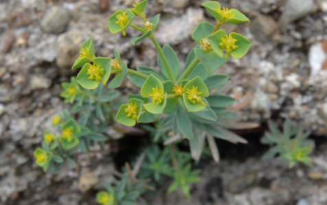 Investigadores de la UMA descubren una nueva especie vegetal en la provincia de Málaga