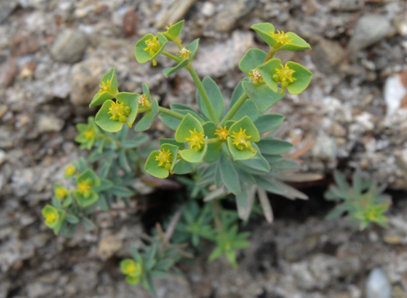 Investigadores de la UMA descubren una nueva especie vegetal en la provincia de Málaga