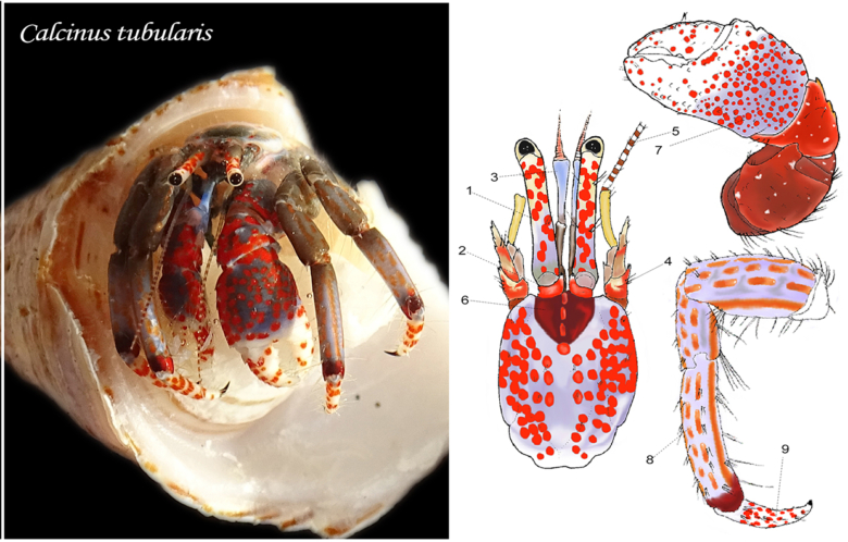 Una nueva herramienta permite identificar especies de cangrejos ermitaños en base a patrones de color