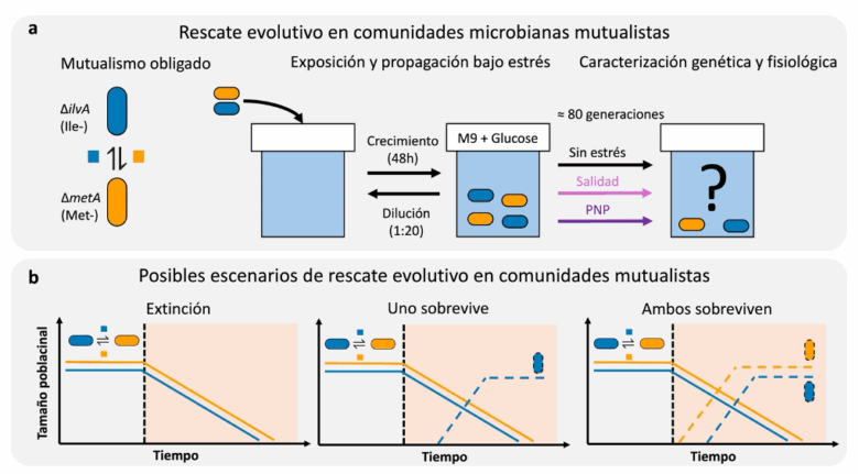 Rescate evolutivo: la solución de las comunidades microbianas para sobrevivir al estrés ambiental es la autosuficiencia
