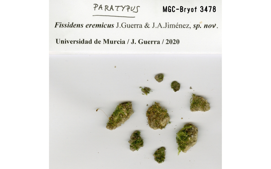 Pliego del Herbario MGC (Universidad de Málaga)