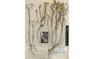 Iberis grosii Pau