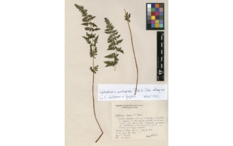Cystopteris X montserratii Prada & Salvo