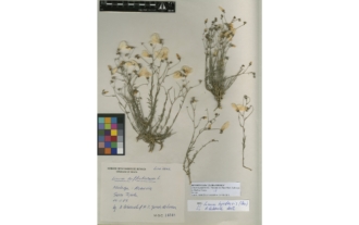 Linum tejedense (C. Vicioso ex Pau) Mart. Labarga & Muñoz Garm.