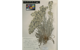Echium albicans Lag. & Rodr.