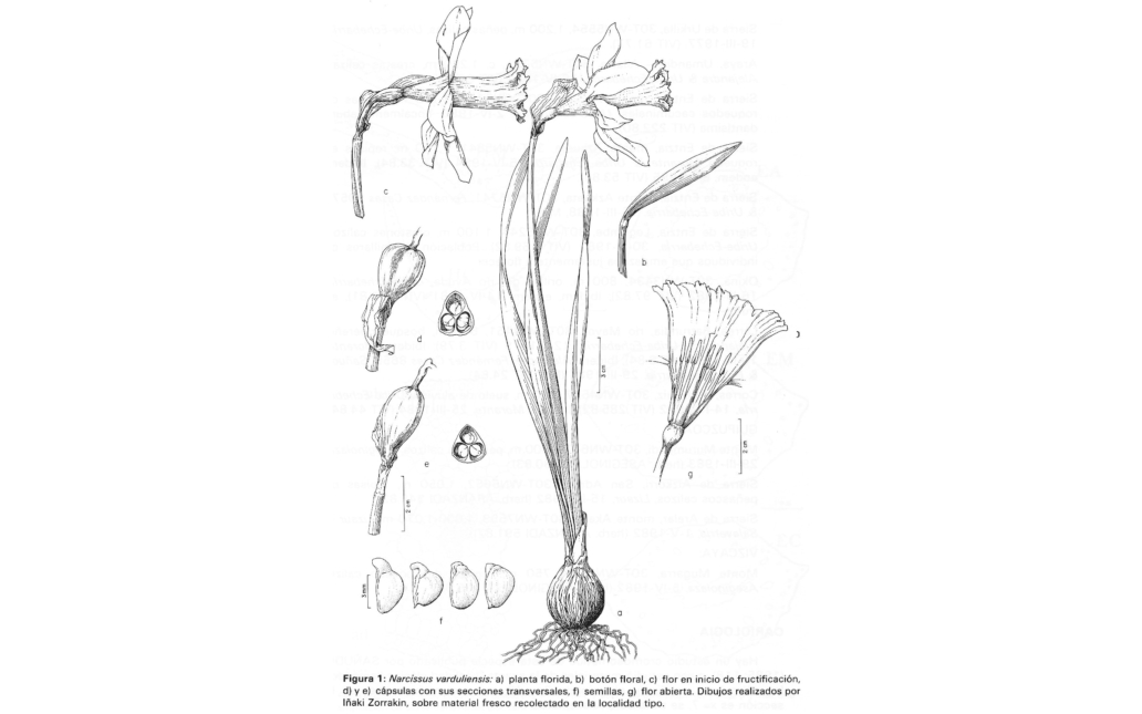 Dibujo del taxon (Estudio Instituto Alavés de la Naturaleza, 3:233)