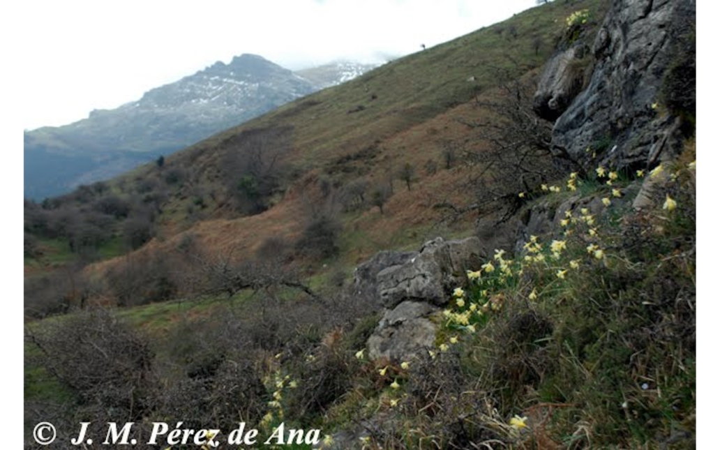 Fotografía de varios ejemplares en su hábitat natural (Juan Manuel Perez de Ana - http://macizodelgorbea.blogspot.com.es)
