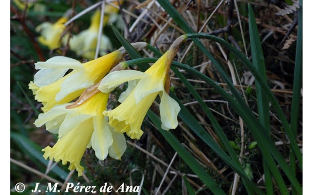 Detalle de varias flores (Juan Manuel Perez de Ana - http://macizodelgorbea.blogspot.com.es)