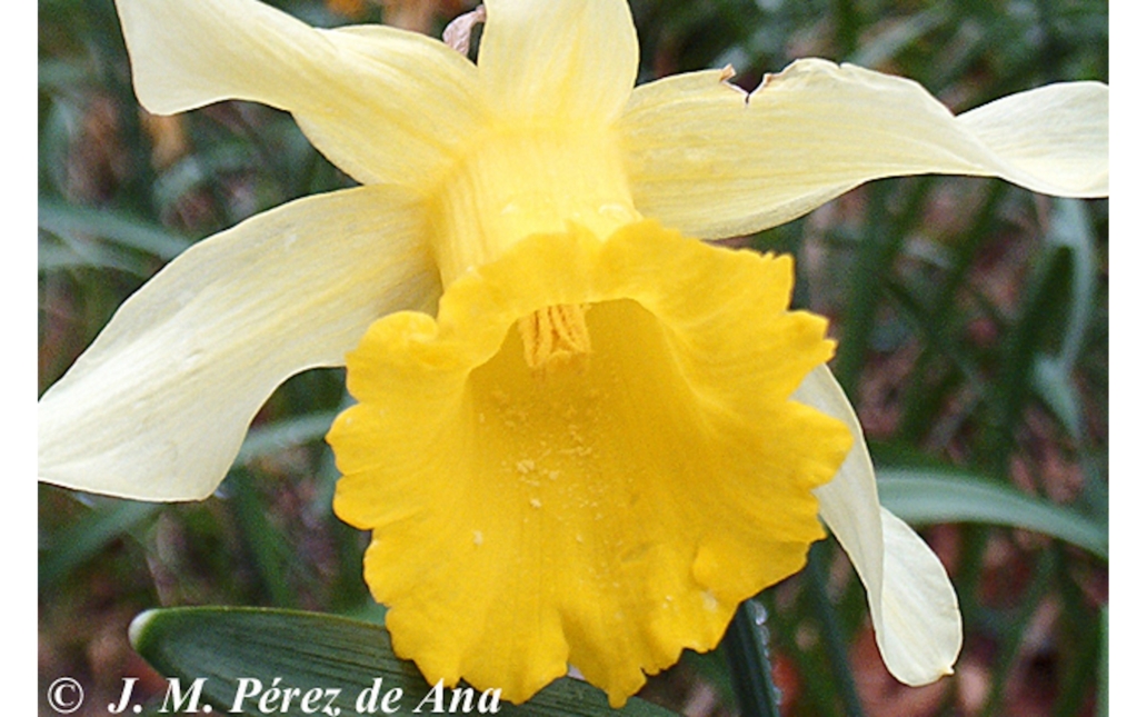 Vista frontal de una flores (Juan Manuel Perez de Ana - http://macizodelgorbea.blogspot.com.es)