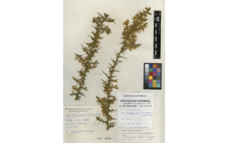 Ulex parviflorus subsp. rivasgodayanus Cubas