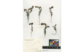 Linaria amoi Campo ex Amo