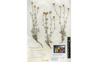 Centaurea bombycina Boiss. ex DC. subsp. bombycina