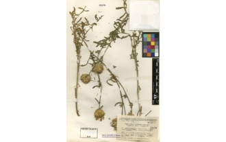 Centaurea X cephalariseptimae Fern. Casas & Susanna
