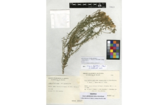 Linum suffruticosum subsp. dolomiticum S. Rivas-Martínez, A. Asensi, J. Molero Mesa & F. Valle