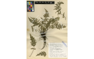 Asplenium obovatum nothovar. ibericum H. Rasbach, K. Rasbach, Reichst., Viane et Bennert
