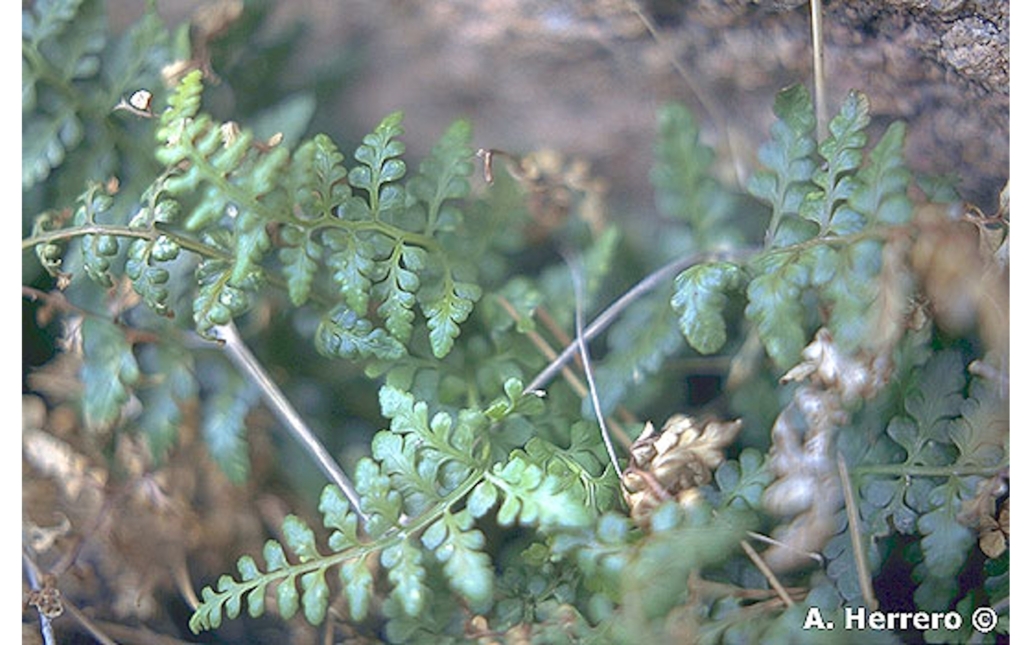 Fotografía de un ejemplar de la especie tipo (www.anthos.es)