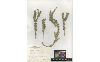 Rosmarinus tomentosus Huber-Morat & Maire