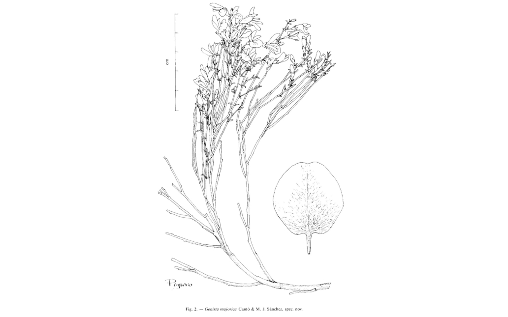 Dibujo del taxon (Candollea, 43:79)