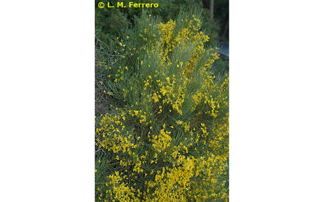 Fotografía de campo de varios ejemplares (www.anthos.es)
