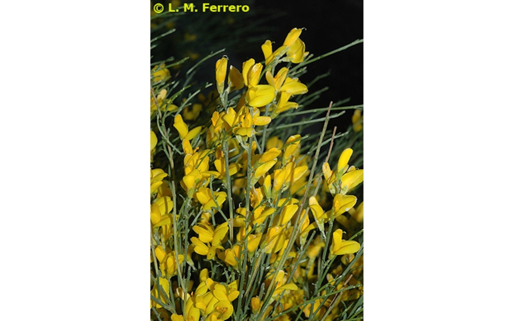Detalle de flores de un ejemplar (www.anthos.es)