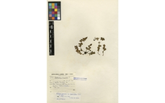 Asplenium marinum var. depauperatum T. E. Díaz et Salvo