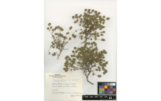 Thymus baeticus Boiss. ex Lacaita