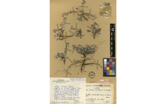 Teucrium mitecum M. Ibn Tattou et J. El Oualidi