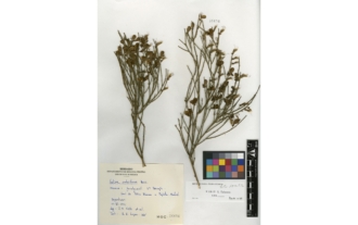 Cytisus malacitanus Boiss.