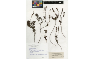 Veronica tenuifolia subsp. fontqueri (Pau) M. M. Martínez Ortega et E. Rico