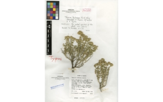 Teucrium lusitanicum subsp. clementiae T. Navarro, J. El Oualidi, Arnaud Martin et S. Puech