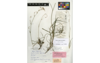 Bupleurum acutifolium Boiss.